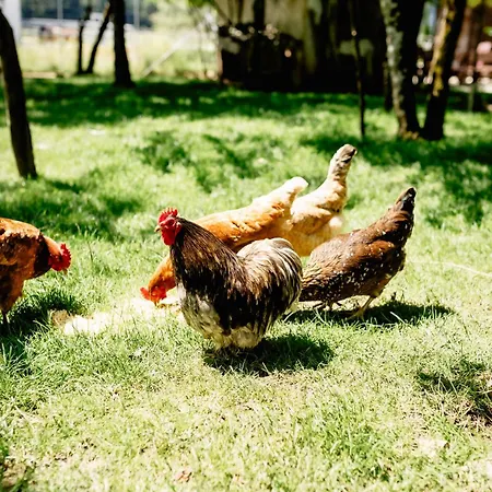 Apartment Lippingergut - Sissis Sommerfrische Saint Wolfgang