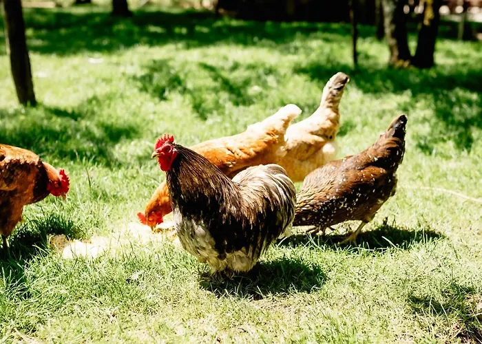 Daire Lippingergut - 